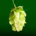 A Beginner's Guide to Hop Varieties and Flavor Profiles