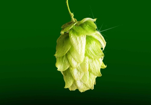 A Beginner's Guide to Hop Varieties and Flavor Profiles